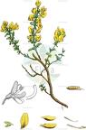 Genista pilosa