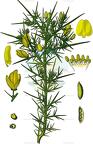 Ulex europaeus