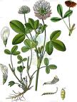 Trifolium hybridum