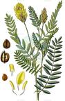 Astragalus cicer