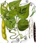 Phaseolus vulgaris