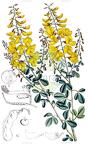 Podocytisus caramanicus
