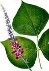 Pueraria montana