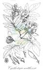 Cyathostegia matthewsii