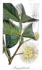 Inga pilosula