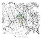 Daniellia thurifera