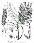 Stryphnodendron guianense