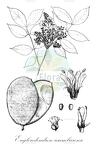 Englerodendron usambarense