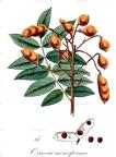 Ormosia monosperma