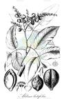 Aldina latifolia