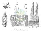 Ischyrodon lepturus