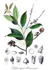 Lithocarpus blumeanus