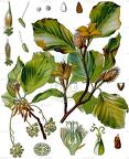 Fagus sylvatica