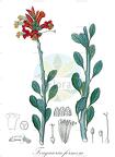 Fouquieria formosa