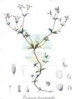 Viviania tenuicaulis