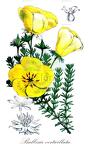 Balbisia verticillata