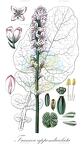 Francoa appendiculata