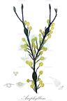 Ascophyllum