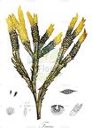 Fucus
