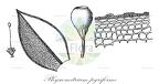 Physcomitrium pyriforme
