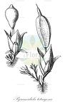 Pyramidula tetragona
