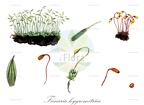 Funaria hygrometrica