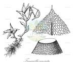 Funariella curviseta
