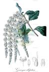 Garrya elliptica