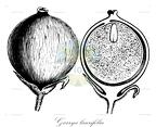Garrya laurifolia