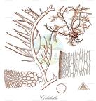 Gelidiella
