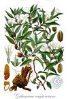 Gelsemium sempervirens