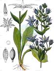 Swertia perennis