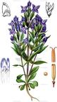 Gentianella campestris
