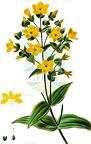 Ixanthus viscosus
