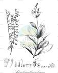 Adenolisianthus arboreus