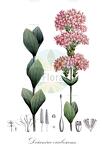 Deianira erubescens