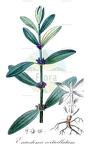 Enicostema verticillatum