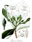 Fagraea ceilanica