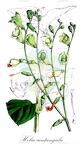 Helia acutangula
