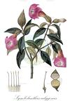 Symbolanthus calygonus