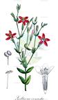 Zeltnera venusta