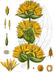 Gentiana lutea