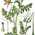 Erodium cicutarium