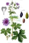 Geranium bohemicum