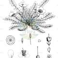 Hypseocharis pimpinellifolia