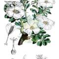 Sarcocaulon spinosum