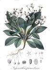 Napeanthus primulinus