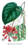Agalmyla elongata