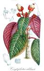 Corytoplectus schlimii