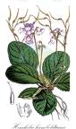 Henckelia humboldtiana